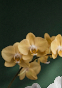 Fiori ingredienti naturali cosmesi